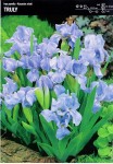 Irys Pumila - Kosaciec Niski ‘Truly’ - 1 szt.