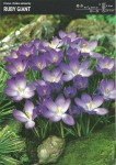 Krokus ‘Ruby Giant’ - 30 szt.