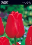 Tulipan ‘Apeldorn’ - 15 szt.