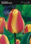 Tulipan ‘Apeldorn's Elite’ - 15 szt.