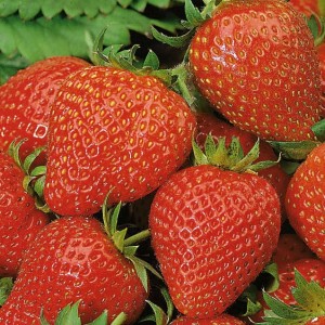 Truskawka 'Elan' F1– Zwisająca – Kiepenkerl