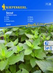 Mięta koreańska 'Seoul' – Miododajna – Kiepenkerl