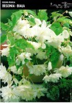 Begonia Kaskadowa - Biała 1 szt.