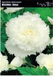 Begonia Strzępiasta - Biała 1 szt.