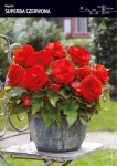 Begonia Superba - Czerwona 1 szt.