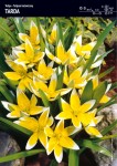 Tulipan 'Tarda' – 30 szt.