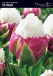 Tulipan Podwójny 'Ice Cream' – 5 szt.