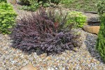 Berberys Thunberga 'Atropurpurea Nana' – Sadzonka 20-30 cm