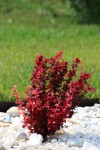 Berberys Thunberga 'Orange Rocket' – Sadzonka 40-50 cm