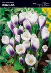 Krokus 'Prins Claus' – 30 szt.