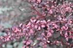 Berberys Thunberga 'Flamingo' – Sadzonka 15-25 cm