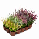 Pakiet wrzosów – 15 sztuk (5 odmian x 3 szt.)