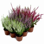 Pakiet wrzosów – 9 sztuk (3 odmiany x 3 szt.)