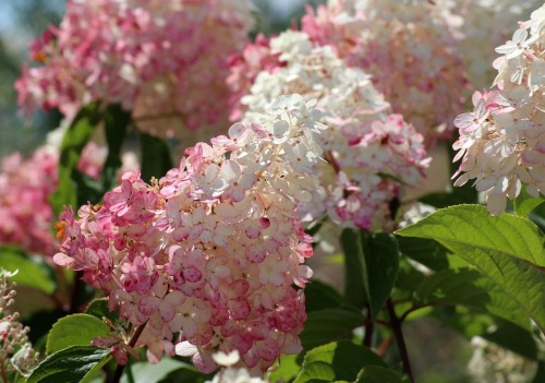 c813302d32e9d45e388065aad6276086