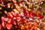 Berberys Thunberga 'Red Rocket' – Sadzonka 40-50 cm