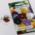 fiołek rogaty (4).jpg