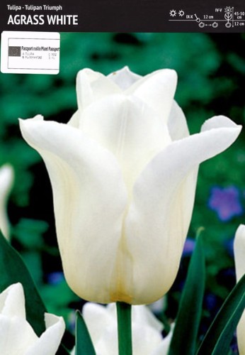 Agrass White 2.jpg