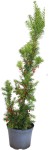 Cis Pośredni 'Hicksii' – Sadzonka 40-50 cm