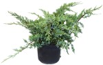 Jałowiec Łuskowaty 'Holger' – Sadzonka 20-30 cm