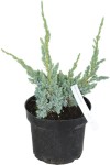 Jałowiec Łuskowaty 'Meyeri' – Sadzonka 20-30 cm