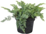 Jałowiec Nadbrzeżny 'Schlager' – Sadzonka 30-40 cm