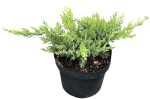 Jałowiec Sabiński 'Tamariscifolia' – Sadzonka 20-30 cm