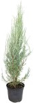 Jałowiec Skalny 'Blue Arrow' – Sadzonka 60-80 cm