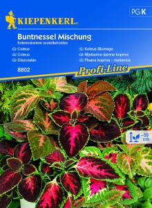 Koleus 'Blumego' - Mix Nasion - Kiepenkerl