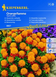 Aksamitka rozpierzchła 'Orangeflamme' - Nasiona - Kiepenkerl