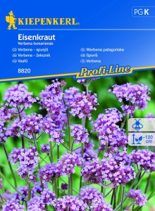 Werbena patagońska - Nasiona - Kiepenkerl