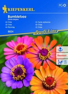 Cynia wytworna 'Bumblebee' - Nasiona - Kiepenkerl