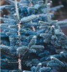 Świerk srebrny kłujący 'Misty Blue' - Sadzonka 25-30 cm