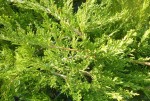 Jałowiec Pfitzera 'Pfitzeriana' - Sadzonka 60-80 cm