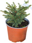 Świerk Pospolity 'Nidiformis' – Sadzonka 10-15 cm