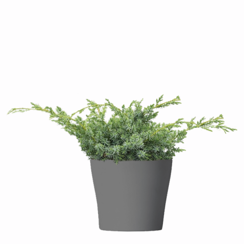 Projekt bez nazwy (16).png