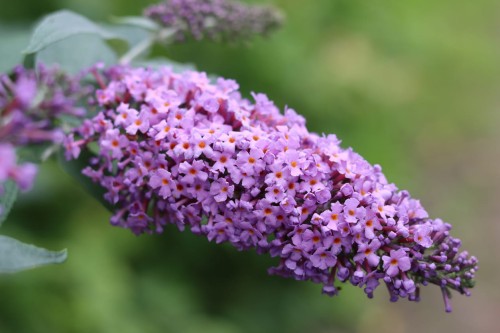 104225_Budleja Davida Candy Lila Sweeth PBR (Buddleja Davidii Candy Lila Sweeth PBR).jpg
