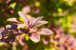 Berberys Thunberga 'Rose Glow' – Sadzonka 15-25 cm