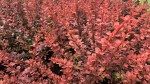 Berberys Thunberga 'Red Pillar' – Sadzonka 15-25 cm