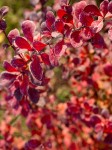 Berberys Thunberga 'Red Compact' – Sadzonka 15-25 cm