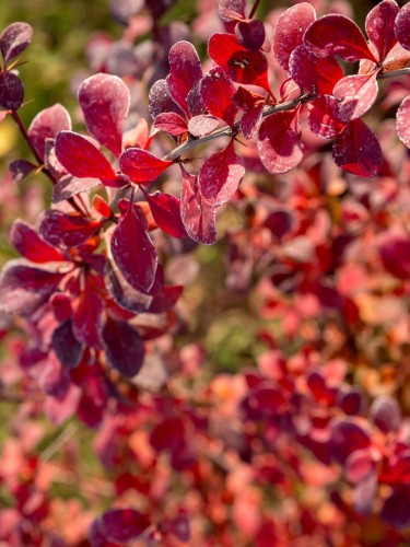 103682_Berberys Thunberga Red Compact (Berberis Thunbergii Red Compact).jpg