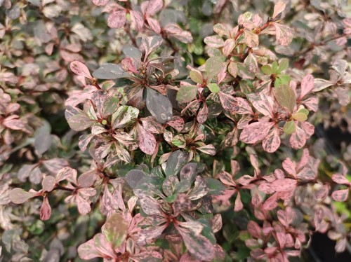 103670_Berberys Thunberga Inspiration (Berberis Thunbergii Inspiration).jpg