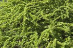 Berberys Thunberga 'Green Carpet' - Sadzonka 15-25 cm