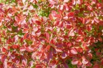 Berberys Thunberga 'Coronita' – Sadzonka 15-25 cm