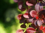 Berberys Thunberga 'Bagatelle' – Sadzonka 15-25 cm