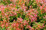 Berberys Thunberga 'Florence' – Sadzonka 15-25 cm