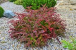 Berberys Thunberga 'Golden Ring' – Sadzonka 15-25 cm