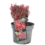 Berberys Thunberga 'Lutin Rouge' – Sadzonka 15-25 cm