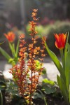 Berberys Thunberga 'Orange Ice' – Sadzonka 15-25 cm