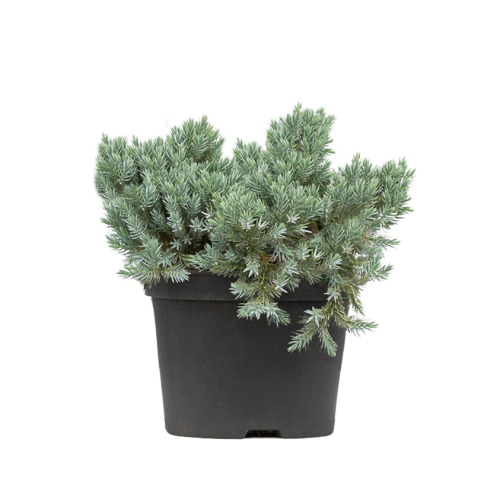 103452_Jałowiec Łuskowaty Blue Star (Juniperus Squamata Blue Star) (1).png