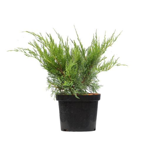 103444_Jałowiec Pfitzera Mint Julep (Juniperus Pfitzeriana Mint Julep) (1).png